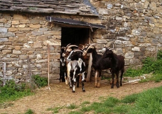 Fauna de la zona